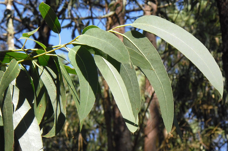 Eukalyptus Zweig frisch