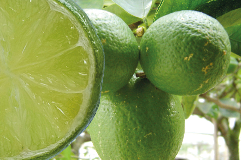 Limette am Baum