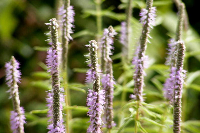 Patchouli Blüten